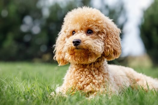 Poodle on the grass. Dog in nature. Dog of the Poodle breed. Ready for play time.