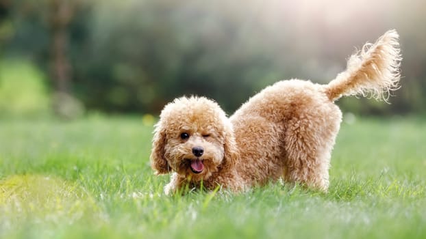 The puppy in a playful pose, protruding his tongue and closing one eye as if smiling straight into the camera. Cheerful and sunny panoramic photo suitable for a web banner and has free space for text.