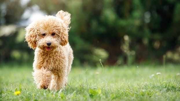 Cute puppy running playfully on green lawn in the park. Happy poodle runs straight towards us. Summer bright green meadow, blurred nature background, wide panoramic photo, copy space for text.