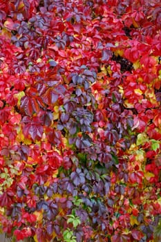 Wilder Wein - Virginia creeper - Parthenocissus quinquefolia. Floral background for wedding invitation,postcard or flower shop flyer.