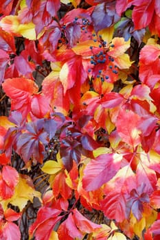 Blue Fruits of virginia creeper (Parthenocissus quinquefolia) in red autumn plant foliage.