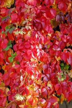 Red and gold Parthenocissus tricuspidata 'Veitchii' or Boston ivy on the wall in bright sunlight. Japanese ivy or Japanese liana.