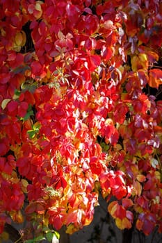 Shining in sunlight leaves of Parthenocissus quinquefolia in red, green, yellow and purple.