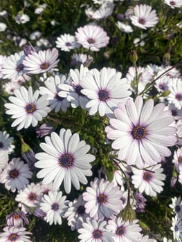 White-purple flowerbed flowers with green leaves