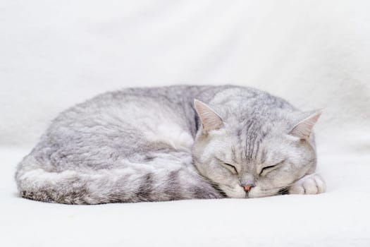 scottish straight cat is sleeping. Close-up of the muzzle of a sleeping cat with closed eyes. Against the backdrop of a light blanket. Favorite pets, cat food