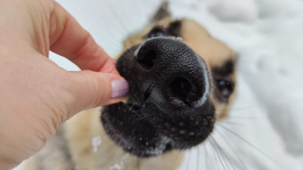 Portrait and bit muzzle of Dog German Shepherd and black nose. Russian eastern European dog veo and partial focus