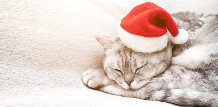 Scottish straight Christmas cat in a red santa hat sleeps on a white blanket. Pets, Christmas stories with pets