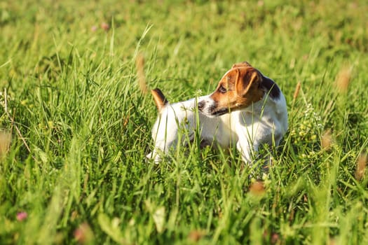 Jack Russell terrier puppy standing in low grass, looking behind her.