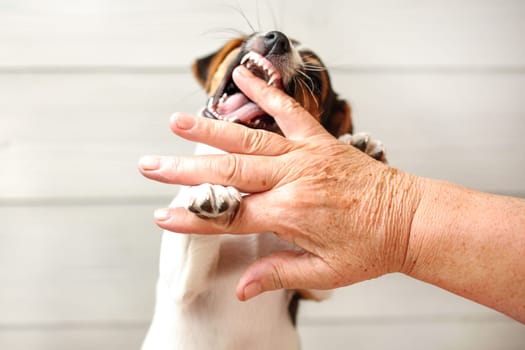 Senior woman hand getting bitten by Jack Russell terrier puppy.