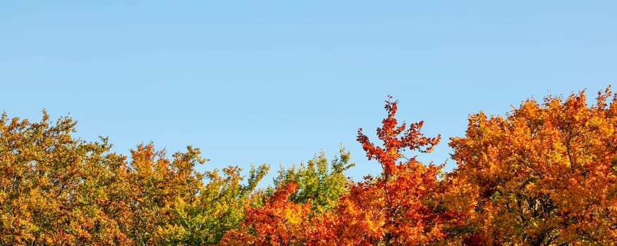 Vibrant coloured leaves on autumn treetop , clear blue sky (space for text) above. Wide banner / fall background.