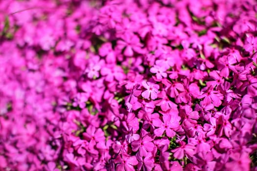 Shallow depth of field photo, only few flowers in focus, pink flowerbed. Abstract spring garden floral background.