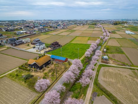 Aerial view of traditional Japanese house by tree-lined river with cherry blossoms in full bloom amid rice fields at edge of town. High quality photo