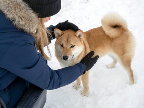 Japanese red coat dog is in winter forest. Portrait of beautiful Shiba inu male standing in the forest on the snow and trees background. High quality photo. Walk in winter