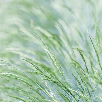 Decorative grass Blue Fescue. Festuca glauca spikelets. Natural background