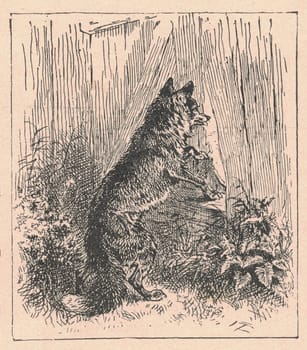 Black and white antique illustration shows a fox looks through the wooden paling. Vintage drawing shows the male fox looks through the wooden picket fence. Old picture from fairy tale book. Storybook illustration published 1910. A fairy tale, fairytale, wonder tale, magic tale, fairy story or Marchen is an instance of folklore genre that takes the form of a short story. Such stories typically feature mythical entities such as dwarfs, dragons, elves, fairies and Peris, giants, Divs, gnomes, goblins, griffins, mermaids, talking animals, trolls, unicorns, or witches, and usually magic or enchantments.