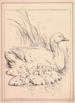 Black and white antique illustration shows a cute duck's family. Vintage drawing shows a duck and its ducklings. Old picture from fairy tale book. Storybook illustration published 1910. A fairy tale, fairytale, wonder tale, magic tale, fairy story or Marchen is an instance of folklore genre that takes the form of a short story. Such stories typically feature mythical entities such as dwarfs, dragons, elves, fairies and Peris, giants, Divs, gnomes, goblins, griffins, mermaids, talking animals, trolls, unicorns, or witches, and usually magic or enchantments.