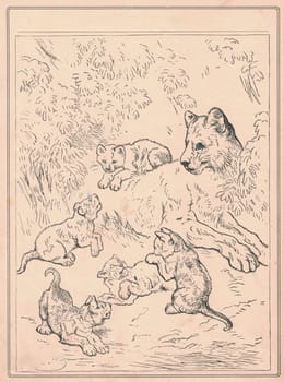 Black and white antique illustration shows a lion's family. Vintage drawing shows the female lion and its cubs. Old picture from fairy tale book. Storybook illustration published 1910. A fairy tale, fairytale, wonder tale, magic tale, fairy story or Marchen is an instance of folklore genre that takes the form of a short story. Such stories typically feature mythical entities such as dwarfs, dragons, elves, fairies and Peris, giants, Divs, gnomes, goblins, griffins, mermaids, talking animals, trolls, unicorns, or witches, and usually magic or enchantments.