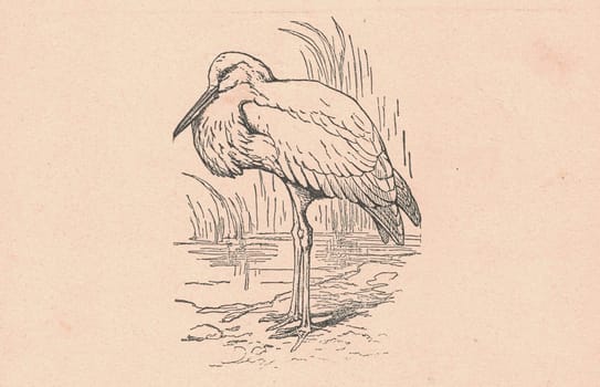 Black and white antique illustration shows a white stork. Vintage drawing shows the white stork. Old picture from fairy tale book. Storybook illustration published 1910. A fairy tale, fairytale, wonder tale, magic tale, fairy story or Marchen is an instance of folklore genre that takes the form of a short story. Such stories typically feature mythical entities such as dwarfs, dragons, elves, fairies and Peris, giants, Divs, gnomes, goblins, griffins, mermaids, talking animals, trolls, unicorns, or witches, and usually magic or enchantments.