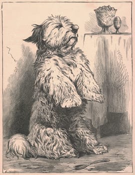 Black and white antique illustration shows a cute doge inside. Vintage drawing shows the dog that sits up on its hind legs. Old picture from fairy tale book. Storybook illustration published 1910. A fairy tale, fairytale, wonder tale, magic tale, fairy story or Marchen is an instance of folklore genre that takes the form of a short story. Such stories typically feature mythical entities such as dwarfs, dragons, elves, fairies and Peris, giants, Divs, gnomes, goblins, griffins, mermaids, talking animals, trolls, unicorns, or witches, and usually magic or enchantments.