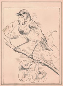 Black and white antique illustration shows a blackbird on a cherry twig. Vintage drawing shows the blackbird on a small branch. Old picture from fairy tale book. Storybook illustration published 1910. A fairy tale, fairytale, wonder tale, magic tale, fairy story or Marchen is an instance of folklore genre that takes the form of a short story. Such stories typically feature mythical entities such as dwarfs, dragons, elves, fairies and Peris, giants, Divs, gnomes, goblins, griffins, mermaids, talking animals, trolls, unicorns, or witches, and usually magic or enchantments.