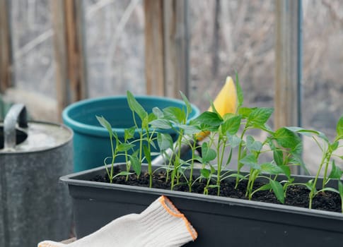 Growing sweet pepper seedlings in a box with organic soil. The concept of agriculture and vegetable growing.