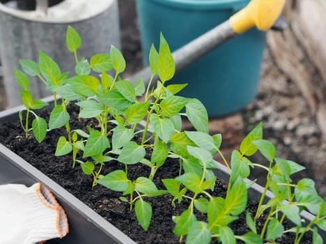 Growing sweet pepper seedlings in a box with organic soil. The concept of agriculture and vegetable growing.