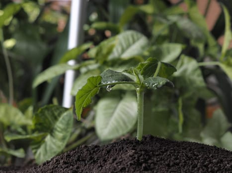 Young sprouts of pumpkin against the background of green domestic plants.The concept of growing seedlings at home.Theme of agriculture and spring preparatory plantingung small sprout plant growing