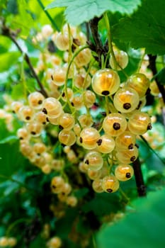 Brush of white currant berries and green leaves. White currant Ribes rubrum White grape Close up. Macro. High quality photo