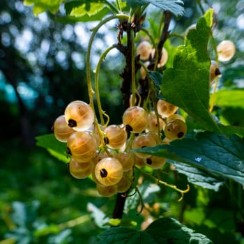 Brush of white currant berries and green leaves. White currant Ribes rubrum White grape Close up. Macro. High quality photo