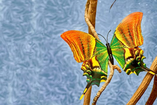 a nectar feeding insect with two pairs of large, typically brightly colored wings
