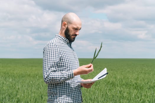 Farmer examines the field of cereals. Agronomist or farmer examines the growth of wheat
