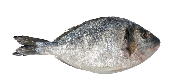 A raw whole dorado fish on a white isolated background, viewed from the top.