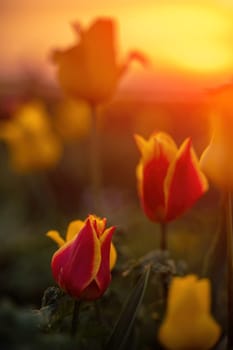 Wild tulip flowers at sunset, natural seasonal background. Multi-colored tulips Tulipa schrenkii in their natural habitat, listed in the Red Book