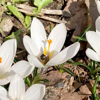 Crocus flowering plants in iris family. Flowers close-up on natural background. High quality photo