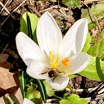 Crocus flowering plants in iris family. Flowers close-up on natural background. High quality photo