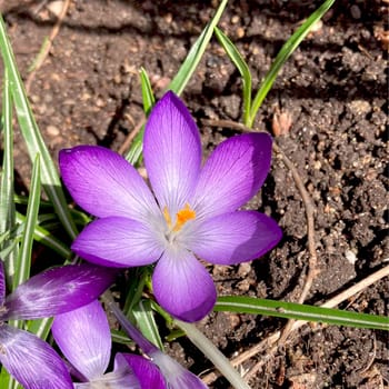 Crocus flowering plants in iris family. Flowers close-up on natural background. High quality photo