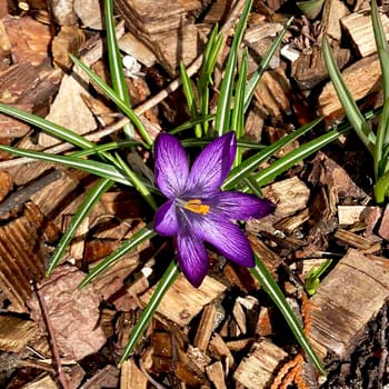 Crocus flowering plants in iris family. Flowers close-up on natural background. High quality photo