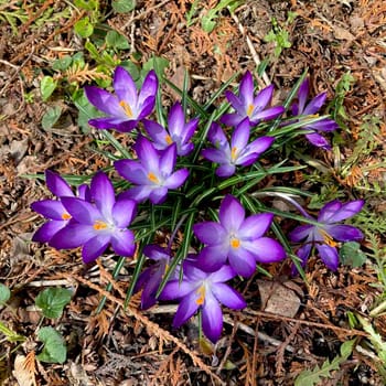 Crocus flowering plants in iris family. Flowers close-up on natural background. High quality photo