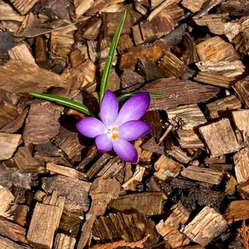 Crocus flowering plants in iris family. Flowers close-up on natural background. High quality photo