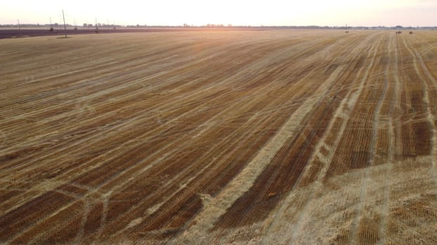 Flying over mowed stalks of wheat at sunset dawn in summer. Straw stacks. Field yellow dry stems mowed harvested wheat. Agricultural agrarian landscape.Harvest harvesting hayfield. Aerial drone view