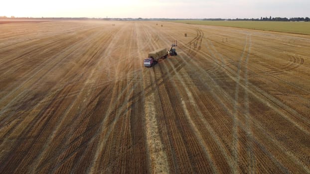 Collecting gathering stacks of straw in wheat after harvest field, loading on truck and transporting on summer evening. Aerial drone view. Field of mowed spike of cereal. Field harvest crop harvesting