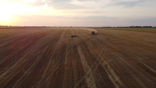 Collecting gathering stacks of straw in wheat after harvest field, loading on truck and transporting on summer evening. Aerial drone view. Field of mowed spike of cereal. Field harvest crop harvesting