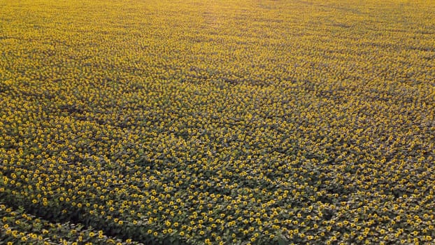 Large sunflower field. Big field of blooming sunflowers on sunny summer day. Scale field of blooming yellow sunflower flowers. Industrial cultivation of sunflowe. Aerial drone view.