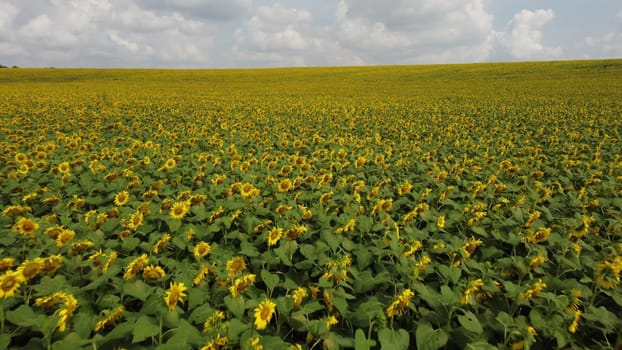 Large sunflower field. Big field of ripe sunflowers on sunny summer day. Scale field of mature yellow sunflower flowers. Industrial cultivation of sunflowe. Agricultural field. Aerial drone view