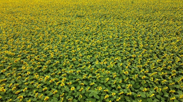 Big field of blooming sunflowers on bright sunny summer day. Big sunflower field. Field of blooming yellow sunflower flowers. Aerial drone view. Agricultural field. Industrial cultivation of sunflowe.