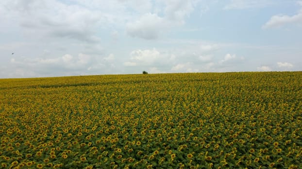 Beautiful landscape field of sunflowers,sky, white clouds on a summer day. Many flowers of blooming sunflowers in a large field of sunflowers. Sunflower crop harvest. Hill skyline. Aerial drone view.