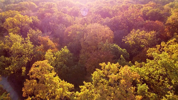 Flying over treetops with yellow leaves on sunny autumn day. Forest wood woodland. Many trees with tree crown. Red sun glare. View from above, top view. Aerial drone view. Beautiful natural background