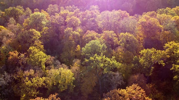 Flying over treetops with yellow leaves on sunny autumn day. Many trees with tree crown. Red sun glare. Aerial drone view. Beautiful natural background. View from above, top view. Forest wood woodland