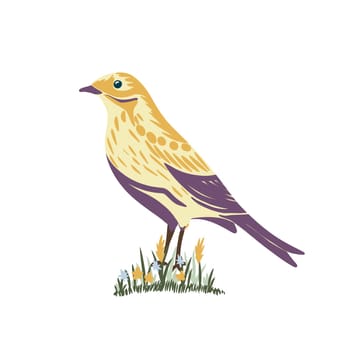 Hand drawn illustration of meadow pipit Anthus pratensis bird in grass flowers. British english birding, nature animal species, biology zoology, common europe habitat, bright fauna natural design birdwatching