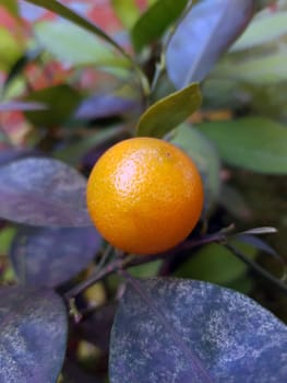 Orange tangerine on a branch of a young tree in the garden close-up.